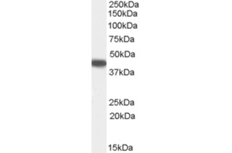 Western Blot - Anti-PI-9 Antibody (A84322) - Antibodies.com