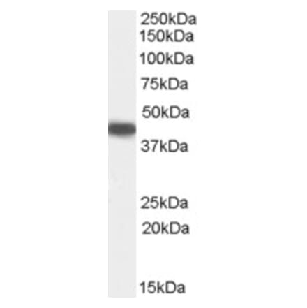 Western Blot - Anti-PI-9 Antibody (A84322) - Antibodies.com