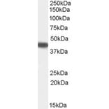 Western Blot - Anti-PI-9 Antibody (A84322) - Antibodies.com