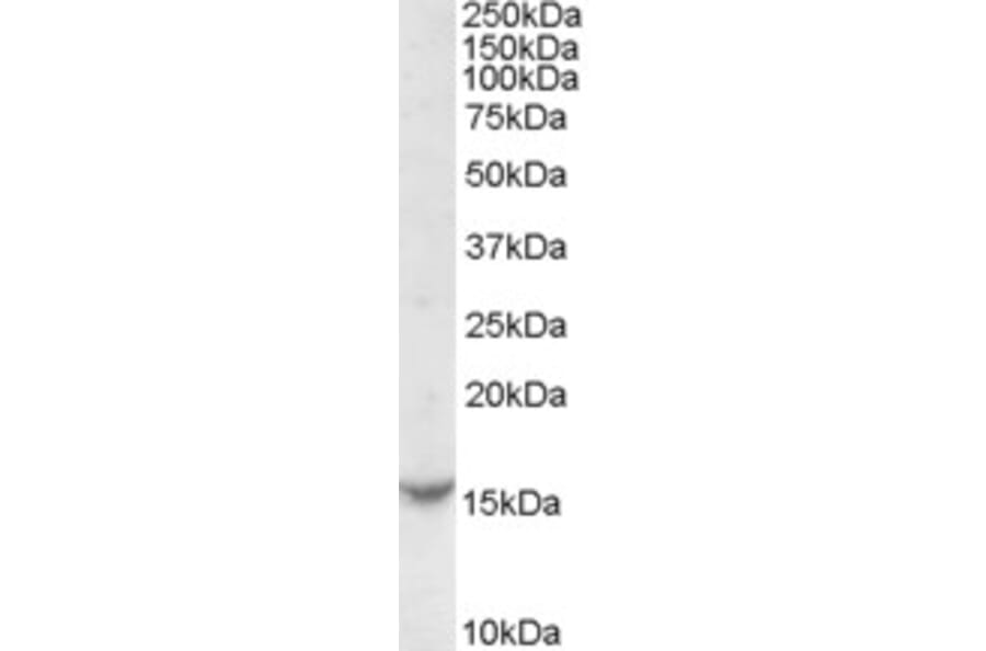 Western Blot - Anti-TCL1A Antibody (A84325) - Antibodies.com
