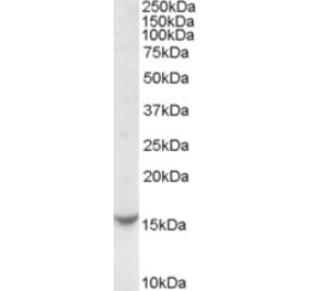Western Blot - Anti-TCL1A Antibody (A84325) - Antibodies.com