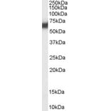 Western Blot - Anti-PDIA2/PDIP Antibody (A84326) - Antibodies.com