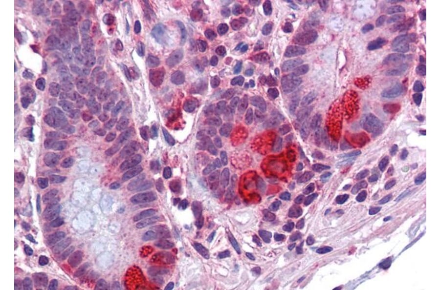 Immunohistochemistry - Anti-PDIA2/PDIP Antibody (A84326) - Antibodies.com