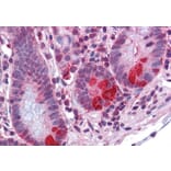 Immunohistochemistry - Anti-PDIA2/PDIP Antibody (A84326) - Antibodies.com