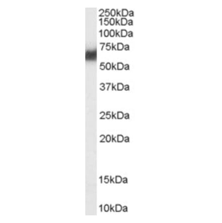 Western Blot - Anti-PDIA2 Antibody (A84326) - Antibodies.com