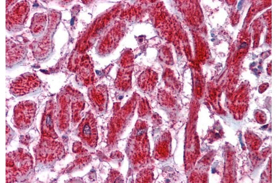 Immunohistochemistry - Anti-PDIA2/PDIP Antibody (A84326) - Antibodies.com