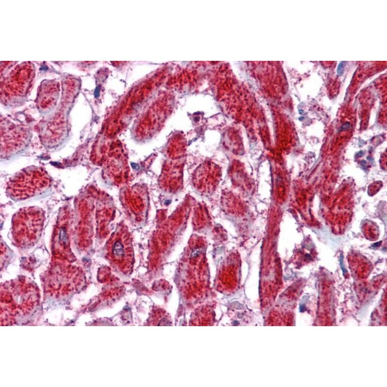 Immunohistochemistry - Anti-PDIA2/PDIP Antibody (A84326) - Antibodies.com