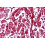 Immunohistochemistry - Anti-PDIA2/PDIP Antibody (A84326) - Antibodies.com