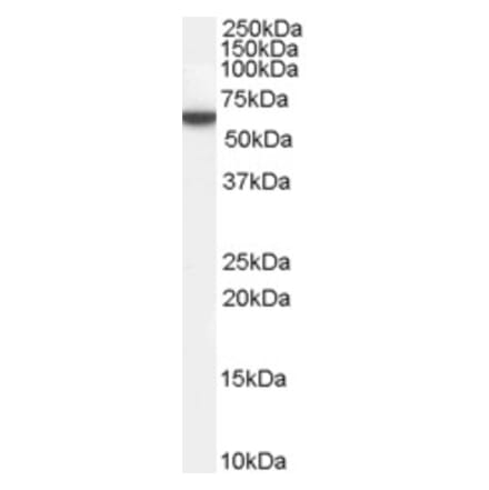 Western Blot - Anti-Perilipin-1 Antibody (A84327) - Antibodies.com