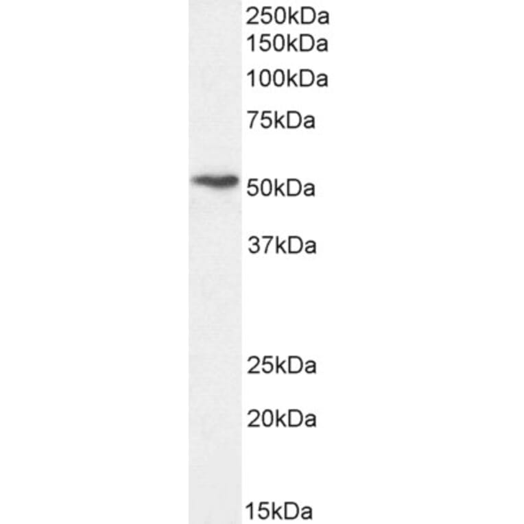 Western Blot - Anti-Perilipin-1 Antibody (A84328) - Antibodies.com