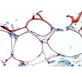 Immunohistochemistry - Anti-KIAA1881 Antibody (A84330) - Antibodies.com