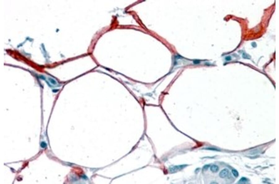 Immunohistochemistry - Anti-KIAA1881 Antibody (A84330) - Antibodies.com