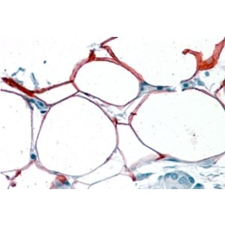 Immunohistochemistry - Anti-KIAA1881 Antibody (A84330) - Antibodies.com