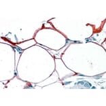 Immunohistochemistry - Anti-KIAA1881 Antibody (A84330) - Antibodies.com