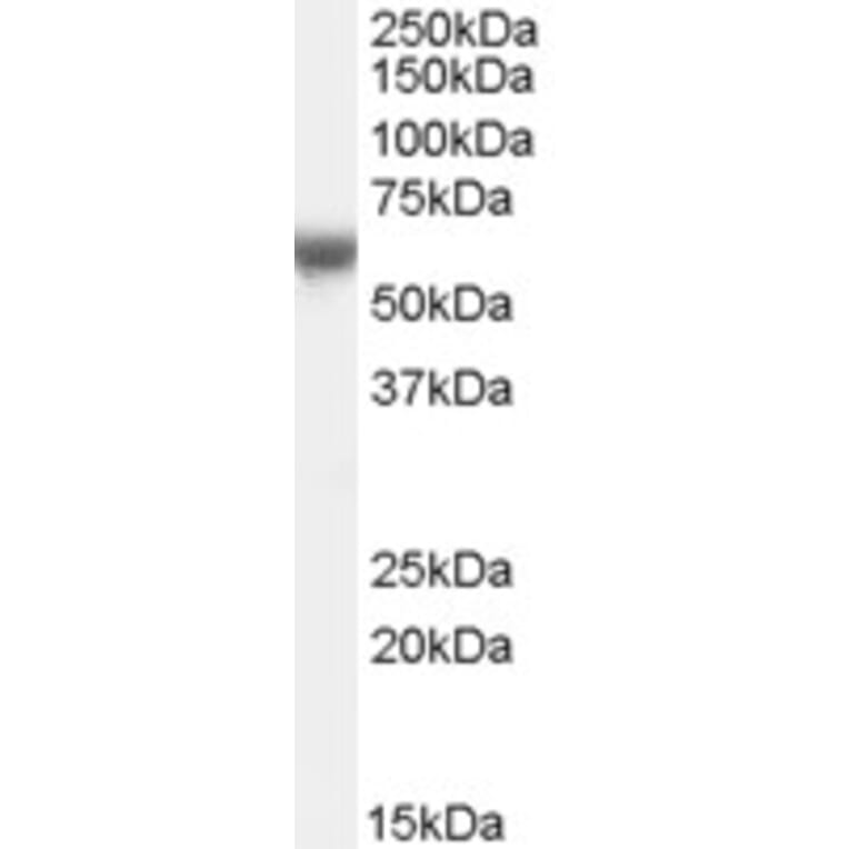 Western Blot - Anti-FOXO1 Antibody (A84331) - Antibodies.com
