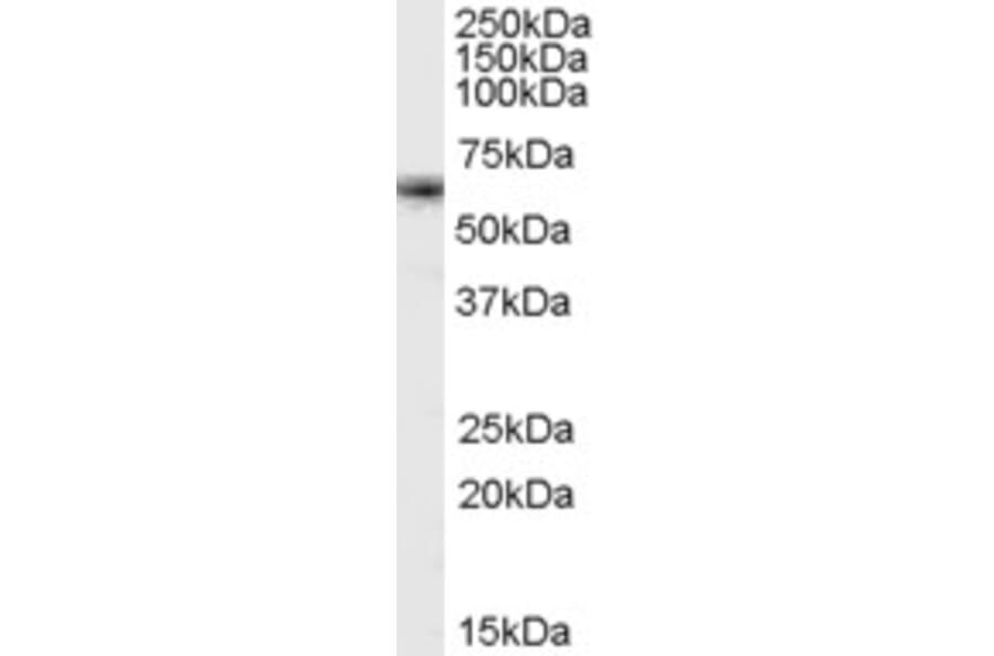Western Blot - Anti-FOXO4/AFX Antibody (A84332) - Antibodies.com