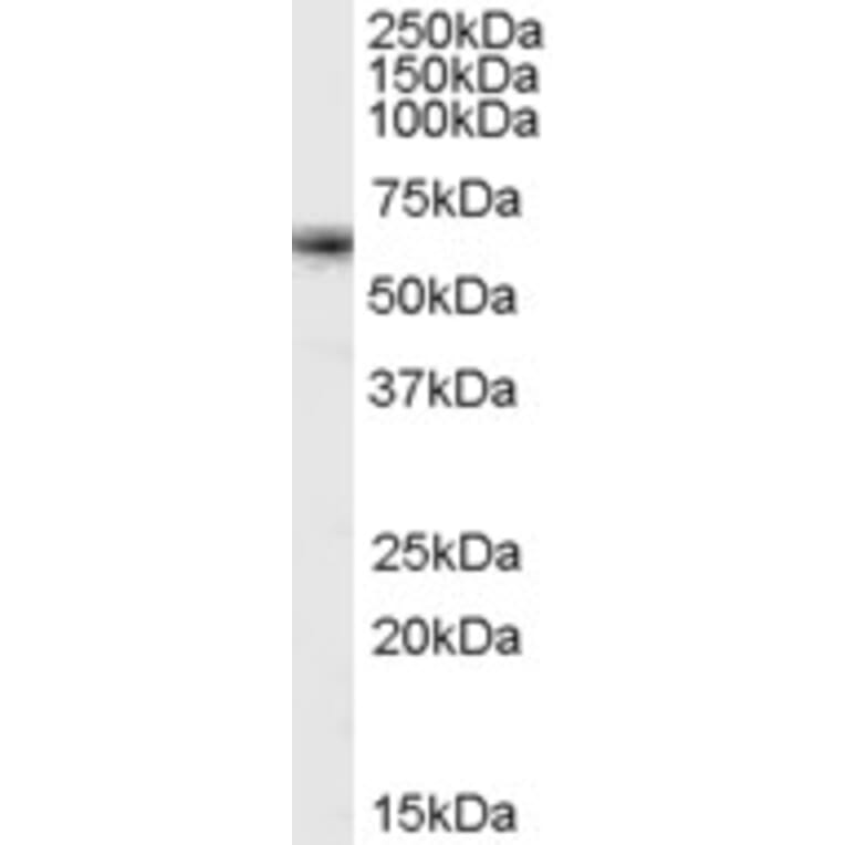 Western Blot - Anti-FOXO4/AFX Antibody (A84332) - Antibodies.com