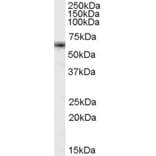 Western Blot - Anti-FOXO4/AFX Antibody (A84332) - Antibodies.com