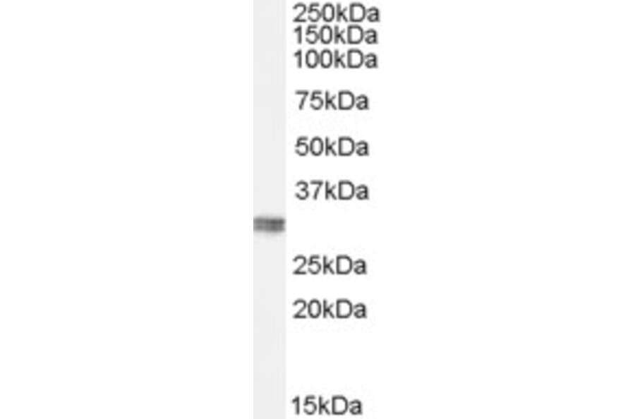 Western Blot - Anti-CLIC4 Antibody (A84333) - Antibodies.com