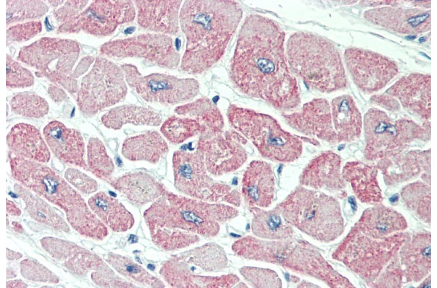 Immunohistochemistry - Anti-CLIC4 Antibody (A84333) - Antibodies.com