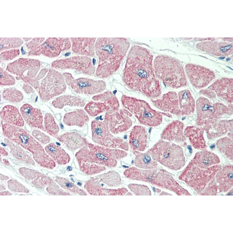 Immunohistochemistry - Anti-CLIC4 Antibody (A84333) - Antibodies.com