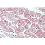 Immunohistochemistry - Anti-CLIC4 Antibody (A84333) - Antibodies.com