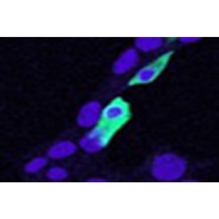 Immunofluorescence - Anti-CLIC4 Antibody (A84333) - Antibodies.com