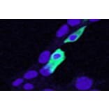 Immunofluorescence - Anti-CLIC4 Antibody (A84333) - Antibodies.com