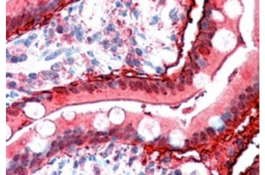Immunohistochemistry - Anti-I-FABP Antibody (A84334) - Antibodies.com