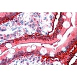 Immunohistochemistry - Anti-I-FABP Antibody (A84334) - Antibodies.com