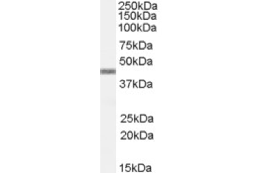 Western Blot - Anti-APOBEC3G/A3G Antibody (A84336) - Antibodies.com