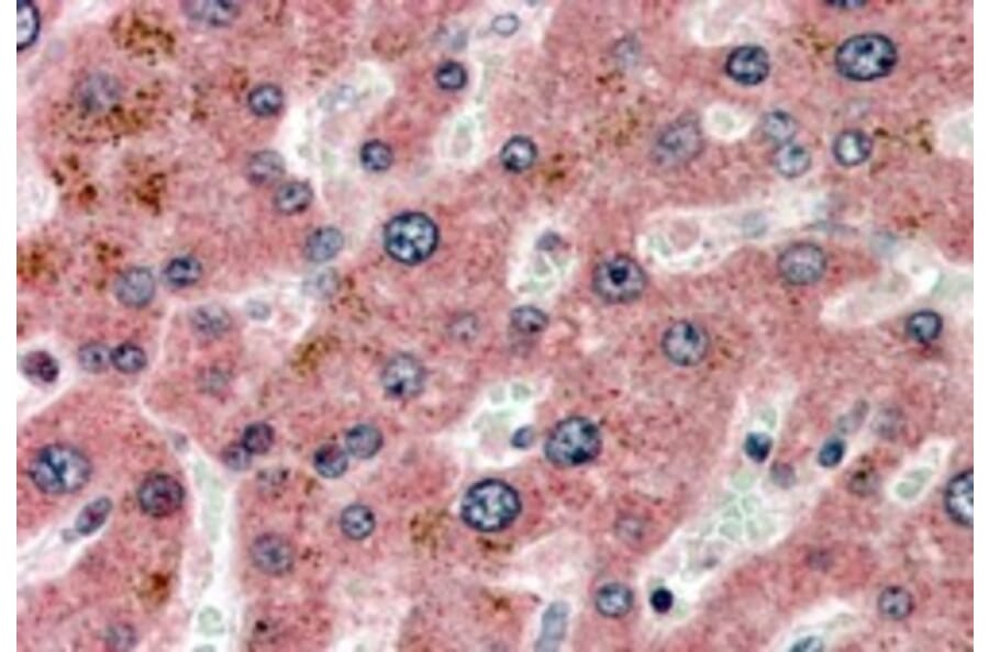 Immunohistochemistry - Anti-Apolipoprotein CI/Apo-CI Antibody (A84340) - Antibodies.com