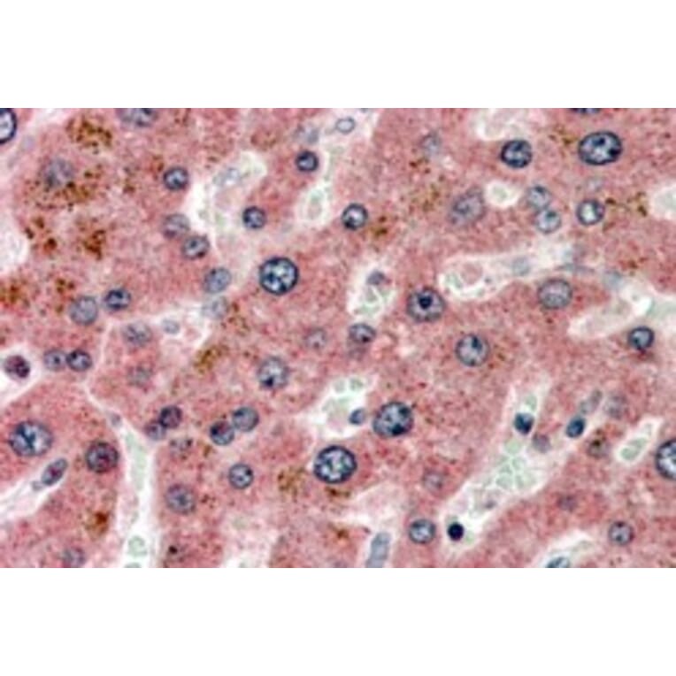 Immunohistochemistry - Anti-Apolipoprotein CI/Apo-CI Antibody (A84340) - Antibodies.com