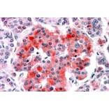 Immunohistochemistry - Anti-Kir6.2/BIR Antibody (A84342) - Antibodies.com