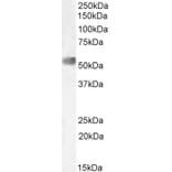 Western Blot - Anti-NR0B1/Dax1 Antibody (A84345) - Antibodies.com