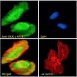 Immunofluorescence - Anti-NR0B1/Dax1 Antibody (A84345) - Antibodies.com