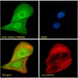 Immunofluorescence - Anti-NR0B1/Dax1 Antibody (A84345) - Antibodies.com