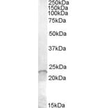 Western Blot - Anti-ASF1A Antibody (A84347) - Antibodies.com