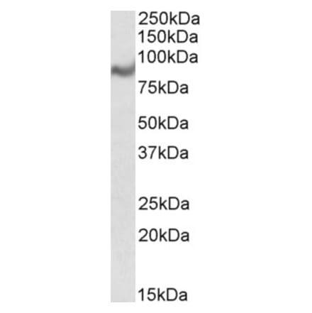 Western Blot - Anti-C18orf8 Antibody (A84348) - Antibodies.com