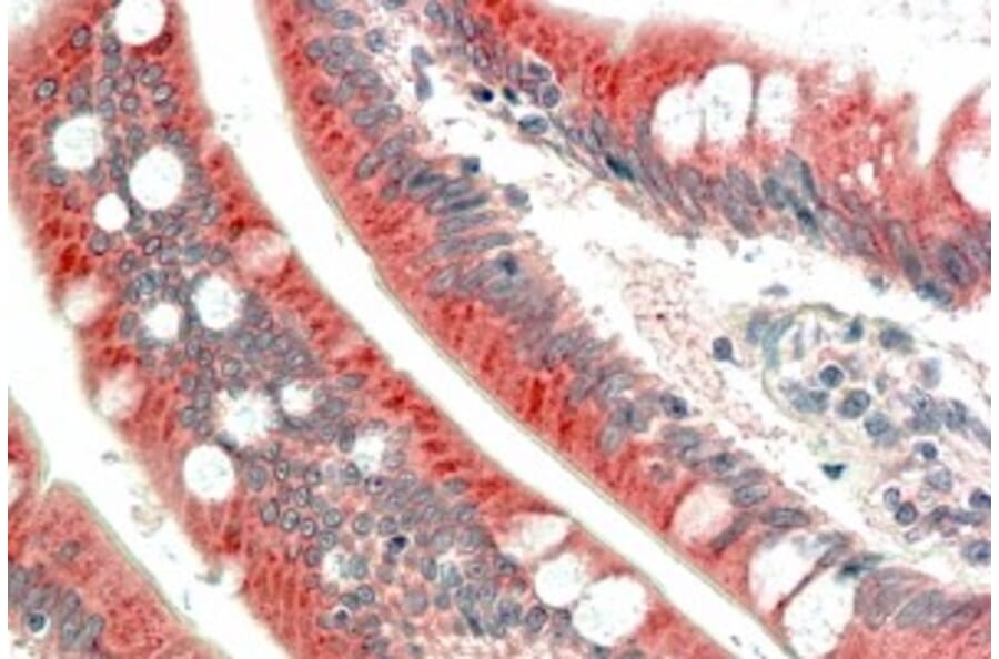 Immunohistochemistry - Anti-C18orf8 Antibody (A84348) - Antibodies.com