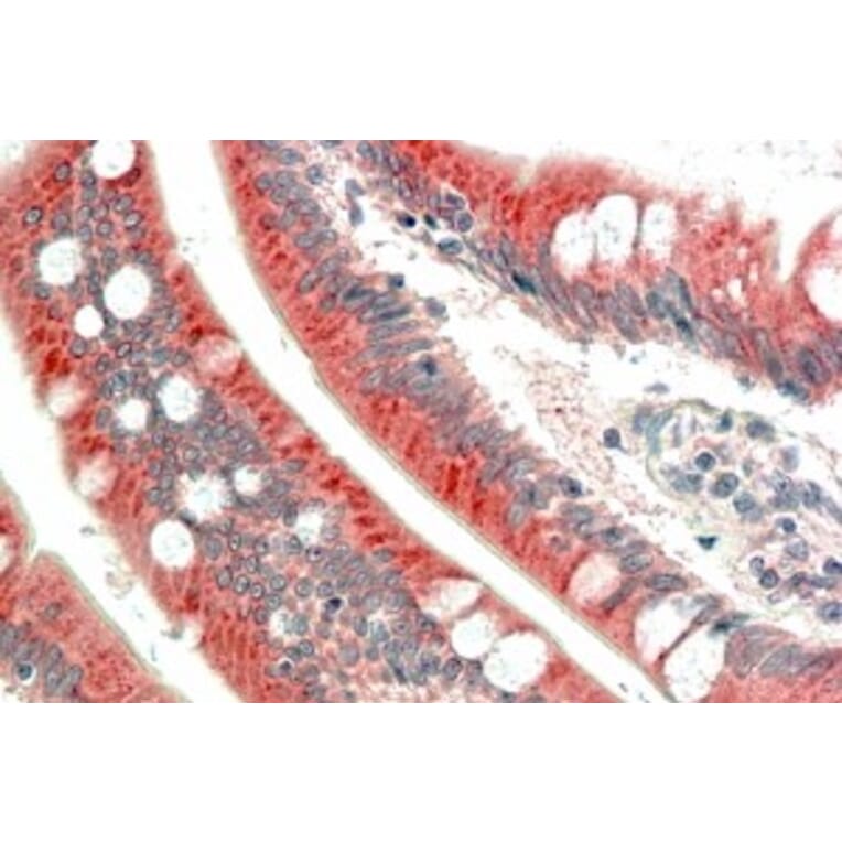 Immunohistochemistry - Anti-C18orf8 Antibody (A84348) - Antibodies.com