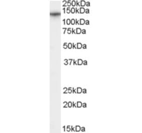 Western Blot - Anti-CACNA2D1 Antibody (A84353) - Antibodies.com