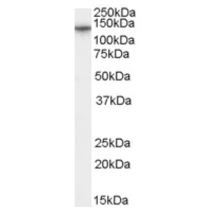 Western Blot - Anti-CACNA2D1 Antibody (A84353) - Antibodies.com