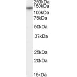 Western Blot - Anti-CACNA2D1 Antibody (A84353) - Antibodies.com