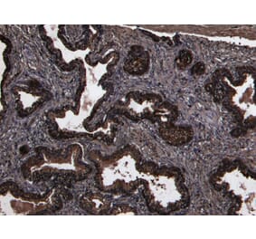 Immunohistochemistry - Anti-DPP4 Antibody (A84354) - Antibodies.com