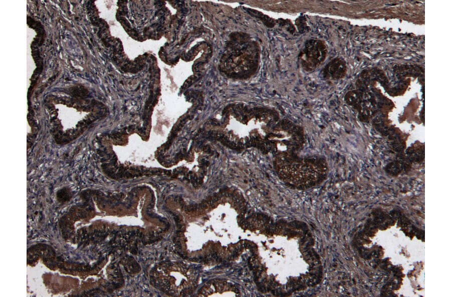 Immunohistochemistry - Anti-DPP4 Antibody (A84354) - Antibodies.com