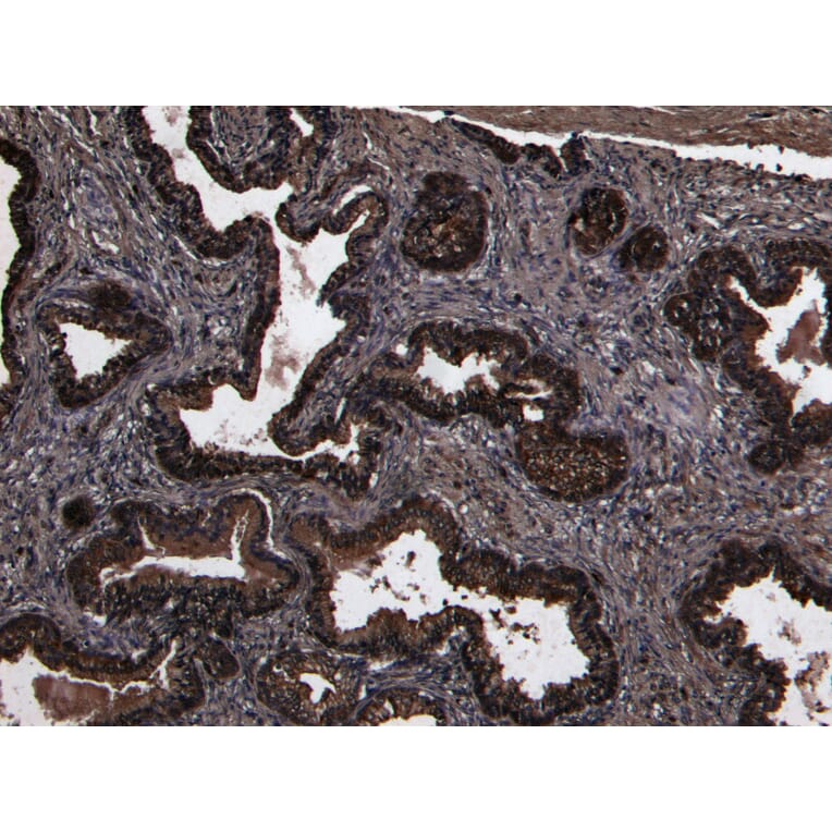 Immunohistochemistry - Anti-DPP4 Antibody (A84354) - Antibodies.com