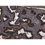 Immunohistochemistry - Anti-DPP4 Antibody (A84354) - Antibodies.com