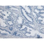 Immunohistochemistry - Anti-DPP4 Antibody (A84354) - Antibodies.com