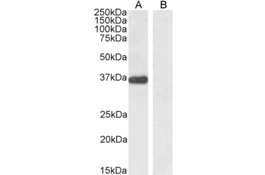 Western Blot - Anti-PTF1A Antibody (A84355) - Antibodies.com